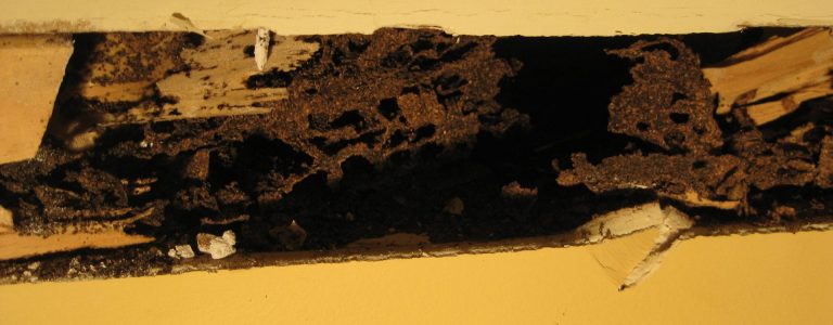 insight-building-inspections-termite-damage
